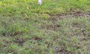 Beatrice The Rescue Piglet and Her Excited Oinks