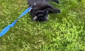 Pug Decides to End Walk