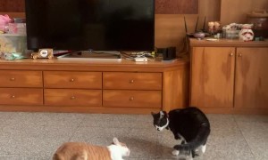 Roly Poly Battle Cats