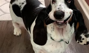 Puppy Proud to Bring Can Koozie