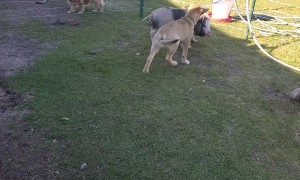 Puppy and Piggy Growing up to Be Great Friends