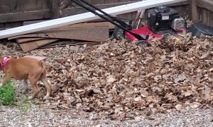 Boxer Puppy Plays in Leaf Pile