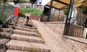 Dog Skates Down Stairs