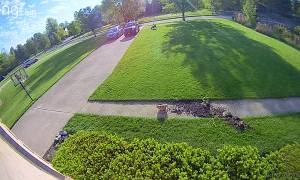 Labradoodle Casually Leaves Crime Scene