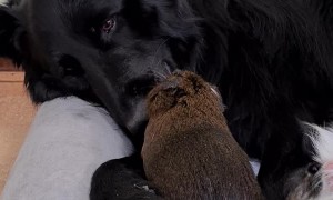 Unlikely Friends Keeping Each Other Clean