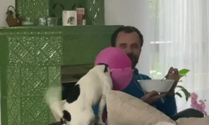 Excited Doggy Turns Tail Into Helicopter