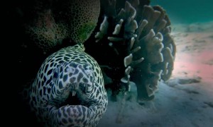 Face To Face With A Japanese Dragon Eel