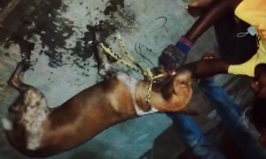 Good Samaritans Save Dog From Sewer Drain