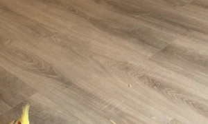 Synchronized Zoomies