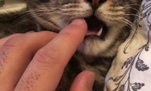 Sleepy Cat Receives Tooth Massage