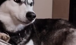 Crix the Husky Likes to Talk