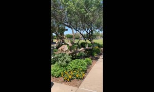 Dad Embarrasses Twins at School with Dinosaur Costume