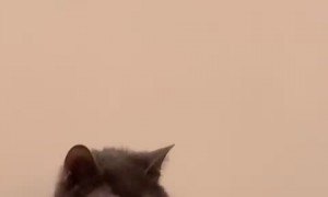 Level-Headed Dog has Staredown with Cat