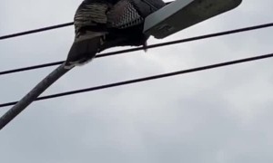 Turkey Sits On Streetlight