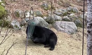 Black Bear Visits Minnesota Bird Feeders