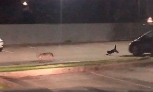 Brave Cat Chases Off Coyote During Late Night Encounter
