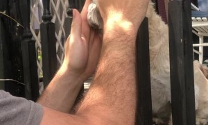 Little Buddy Gets Head Caught in Railing