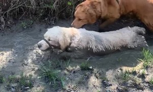 2-Year-Old Golden Retriever Loves Mud
