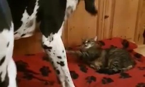 Great Dane Wants His Bed But Decides to Compromise with Cat