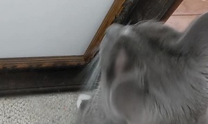 Cat Tries to Eat Realistic Ladybug Painting