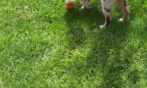 Puppy Runs Away With Tasty Iced Tea