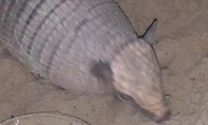 Pet Armadillo Stands on Command