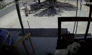 Woman Attacked by Escaped Dog in Her Own Front Yard