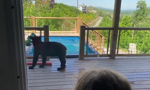 Black Bears Drop by for a Pool Party