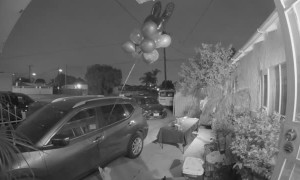 Rambunctious Kitty Releases Birthday Balloons