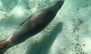 Swimming with Playful Sea Lions in Western Australia
