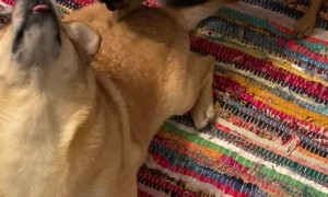 Doggy Scratches Best Friends Back