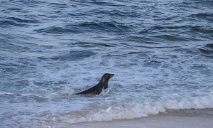 Quick Seal Catches Salmon for Dinner