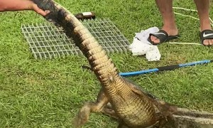 Young Trapped Alligator Freed from Culverts