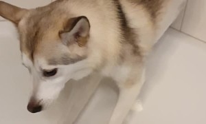 Doggy Walks up Wall to Avoid a Shower