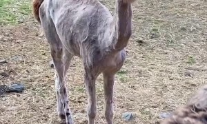 Llamas and Alpacas Show Off Their Summer Style