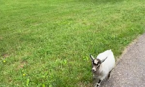 Pygmy Goat Tries to Stop Her Person Leaving Home