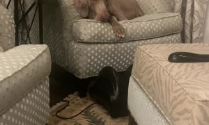 Swallowed Sponges Cause Strange Sounds From Doggy