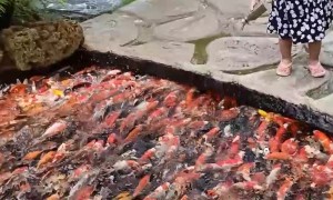Koi Fish Feeding Frenzy