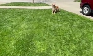 Golden Freddie Hyped Over Ice Cream Treat
