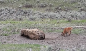 Playful Bison Calf Doesn't Want Its Mama to Rest