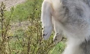 Husky Does Handstands on Walk