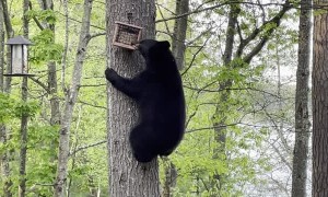 Bear Climbs Tree to Remove Bird Feeder