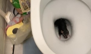 Scurrying Surprise Found in Toilet