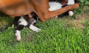 Backyard Wrestling with Pearl and Norm