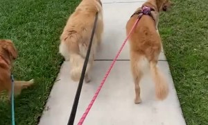 Golden Retriever's Cute Wiggly Walk
