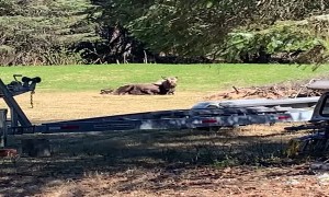 Moose Births Cute Calf in Back Yard