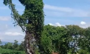 Tree Guardian Watches over Worker