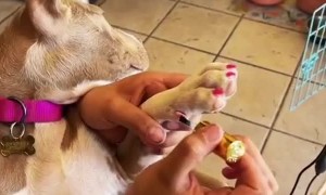 Pit Bull Puppy Gets a Manicure