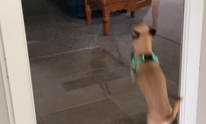 Man Clearly Favors Granddog Over Daughter