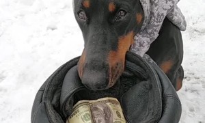 Doberman Earns a Living Begging on Streets